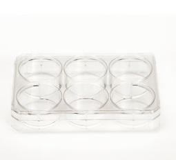 Nunc™ Cell-Culture Treated 6 well plates